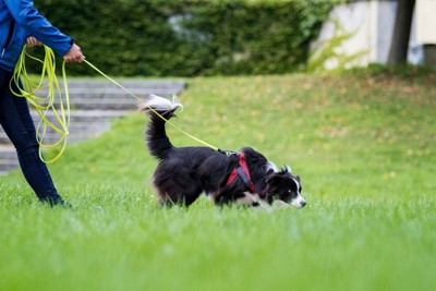 犬の散歩
