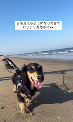 お散歩も楽しめるように♪