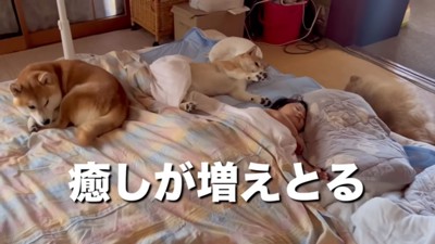 ひよりちゃんとワンコたち