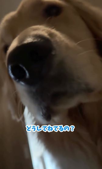 寝込んでいる飼い主さんの元へ