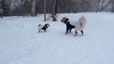 ドッグランで大はしゃぎ♪