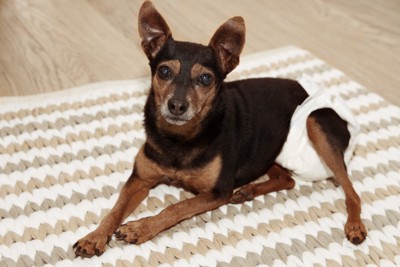 ラグの上、おむつを履いた犬