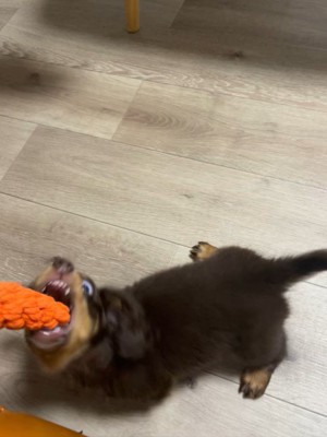 うにくんのお迎え前後のギャップ5