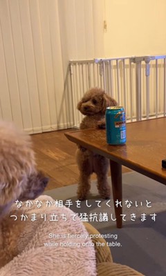 ジュリちゃんの猛抗議3