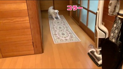 玄関に走ってくる犬