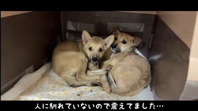 そのうちの2匹を預かり