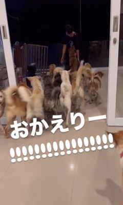 お母さんを歓迎する保護犬たち4