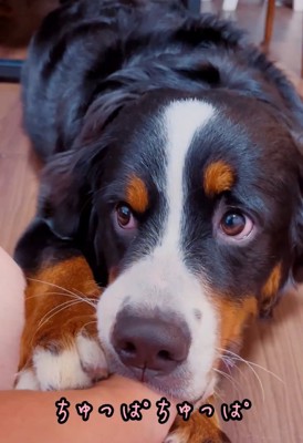 上目遣いのマロンちゃん