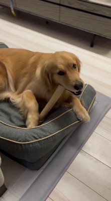 犬用ベッドの上でガムのおやつを食べる犬