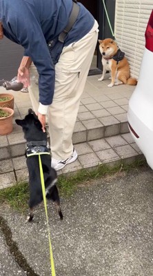 黒い犬を撫でる男性