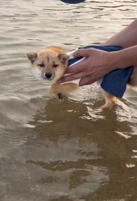 エア犬かきをするこむぎちゃん