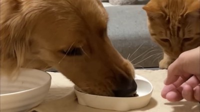 よもぎちゃん&だいず君の納豆への反応6