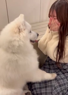 首を傾げるサモエド