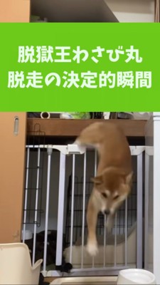 ケージからすり抜ける柴犬