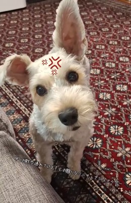 首をかしげるえびすくん