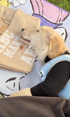 気持ち良さそうにすやすや♪