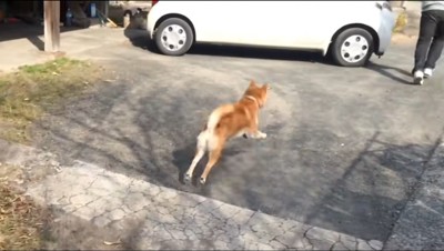 女性の横を走り抜ける犬