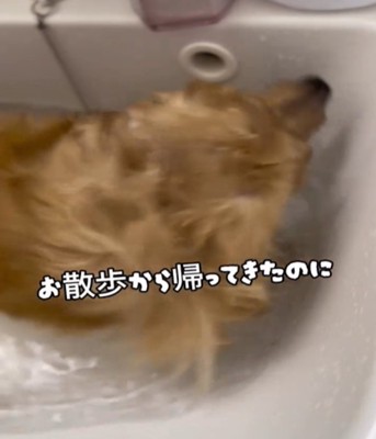 洗面所で水に入る犬1