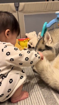 犬のしっぽを掴む赤ちゃん