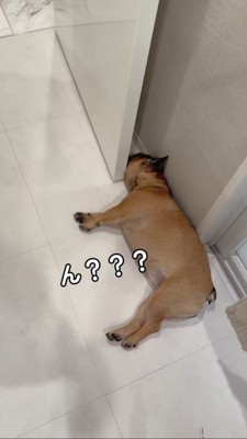 ドアと壁の隙間に挟まるフレブル