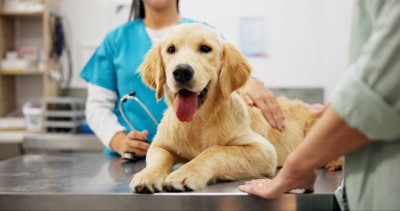 受診する犬