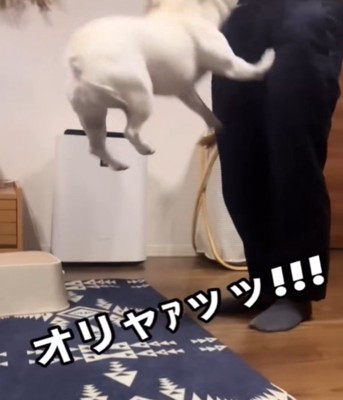 ジャンプする犬