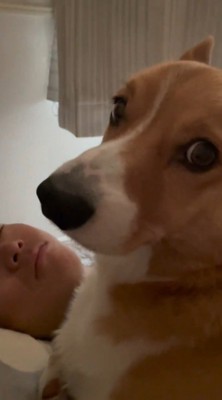 眠っている男性の体に乗る犬
