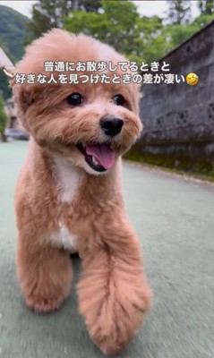 お母さんを見つけた時の福ちゃん＆米ちゃん4