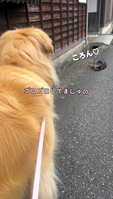 地面に転がる猫を見る犬