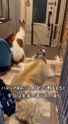 玄関前に座る2頭の犬たち