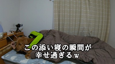 一緒に寝るよもぎちゃんと飼い主さん3