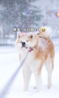 実はお散歩は4回目(笑)