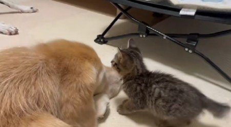 子猫さんが驚きの行動に!!