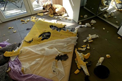 マットレスを破壊したフレブル