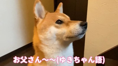 「く~ん」と切ない声で鳴いています