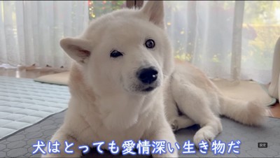 カメラを見つめる犬