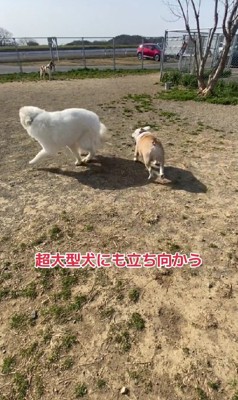 大型犬相手にもひるまない！