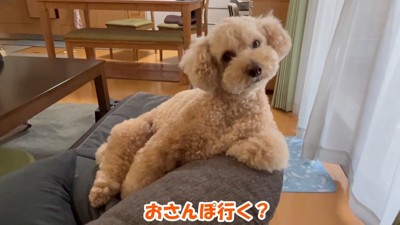 「え、お散歩?なんですかそれ?」