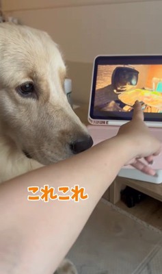 困惑する麹くん8