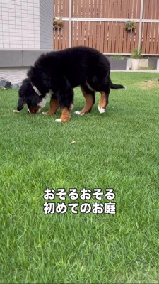 初めての散歩に出かける犬