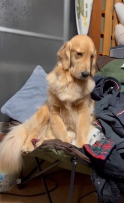 睡魔と戦うウルちゃん8