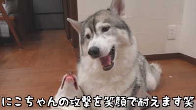 笑顔で妹犬をかわすもんちゃん