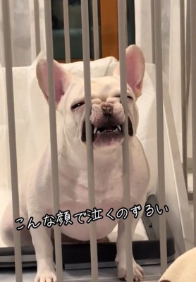 鳴く犬