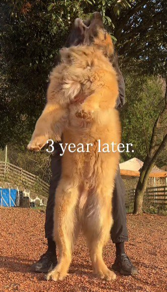 成人男性も隠れてしまうほど…