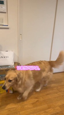 部屋の中を歩き回る犬