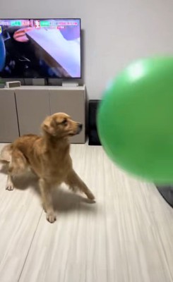 たくさん風船が出てきた時のさらちゃん5