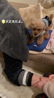 男性のそばで顔を上げる犬