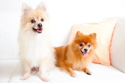 ソファの上に座る2匹の犬