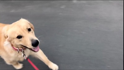 歩きながら飼い主の顔を覗き込む犬