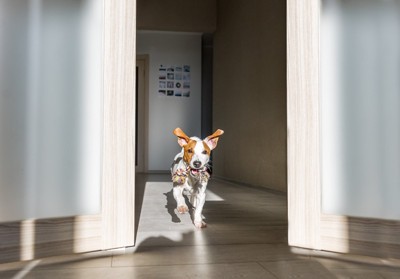 室内を走る犬